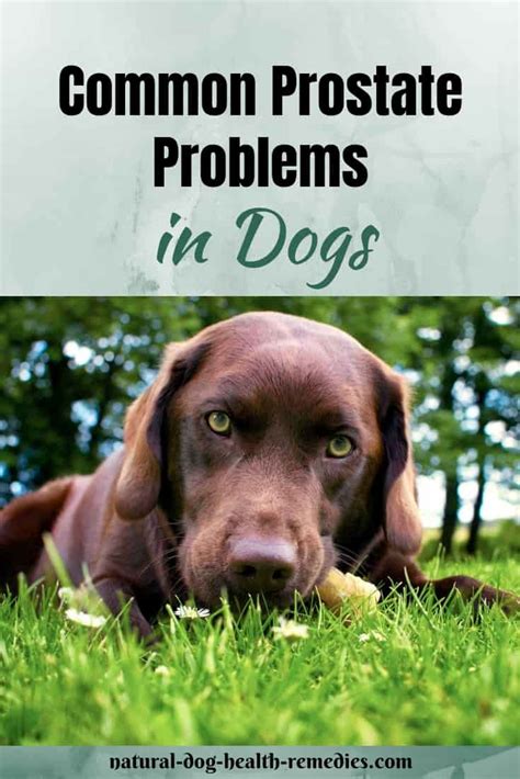 Prostate problems in older male dogs have, green tea pills …