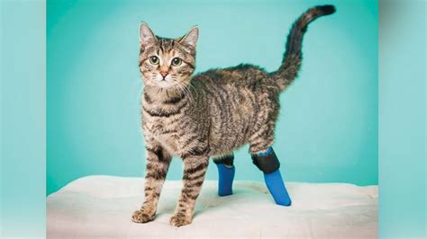 Prosthetic Leg for Cat - Etsy