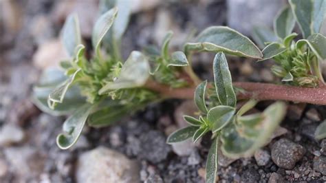 There are four prostrate weedy spurges that are common in the western United States. All four species are annual plants with opposite leaves and milky juice. Spotted spurge (Chamaesyce maculata) has hairy stems and hairy, dark green leaves with a distinct purple spot on each leaf. Small, pinkish flowers are produced in the leaf axils.. 