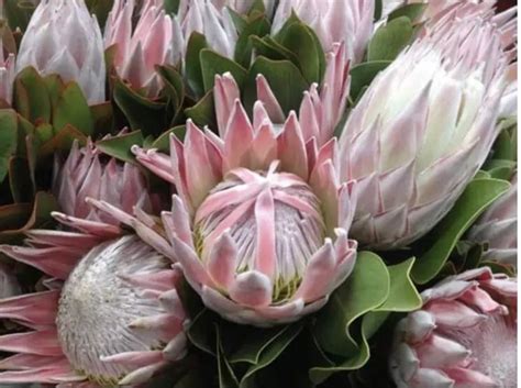 Protea Plants Live - Etsy