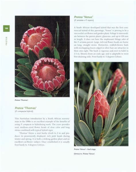 Protea a guide to cultivated species and varieties. - Nj manual de manejo en español.