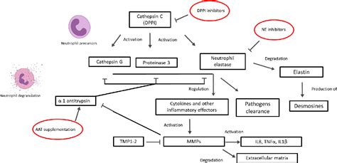 Protease–Antiprotease Imbalance in Bronchiectasis