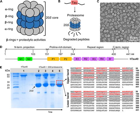 Proteasomal degradation of tau protein - Wiley Online …