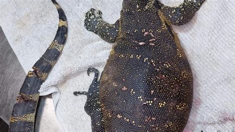 Protected Nile monitor lizard killed by dogs - IOL