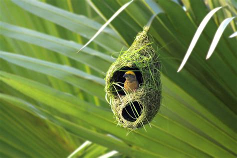 Nesting: Beyond a Shelter. A bird’s nest provides a few essential functions. Firstly, the nest provides a safe surface where the eggs can remain together without rolling away, falling and breaking, or being covered in water. Nests may also provide an insulating effect to keep the eggs’ temperature stable during incubation..