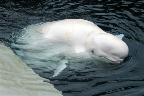 Protection of Beluga Whales Animal Welfare Institute