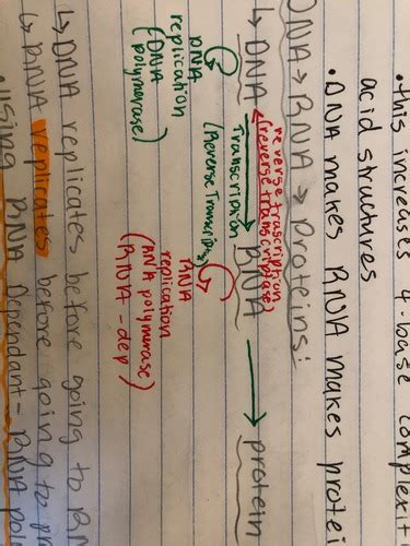 Protein: Form and Function Flashcards Quizlet