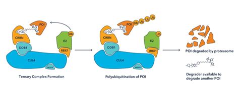 Protein Degraders Targeted Protein Degradation Bio-Techne