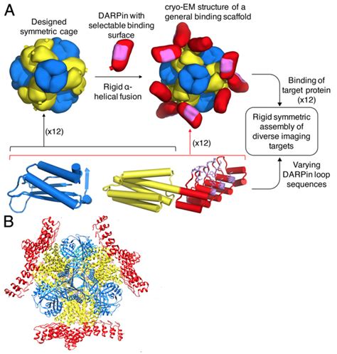 Protein Engineering & Cell Therapy Summit (PEGS)