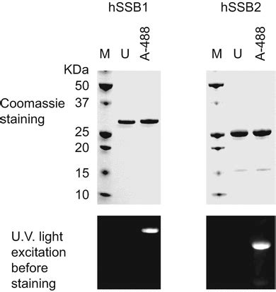 Protein Fluorescence SpringerLink