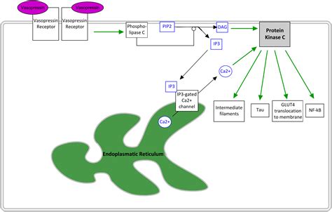 Protein Kinase C Activator - an overview ScienceDirect Topics