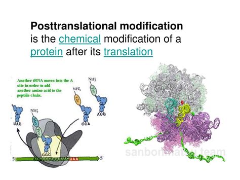 Protein Post Translational Modification Ppt Solved In Many Eases Post