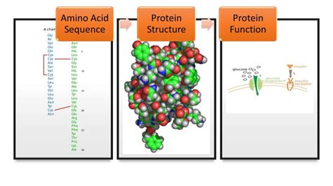 Protein Structure and Function An Interactive Introduction to
