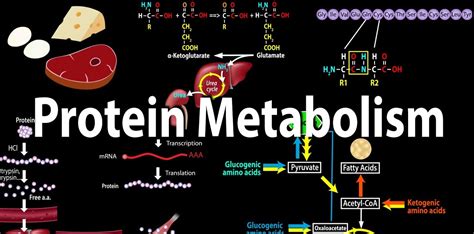 Protein Structure and Metabolism