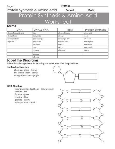 Protein Synthesis And Amino Acid Worksheet
