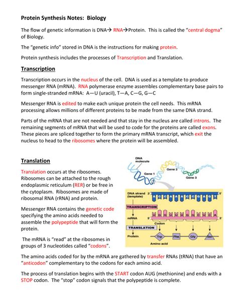 Protein Synthesis Notes