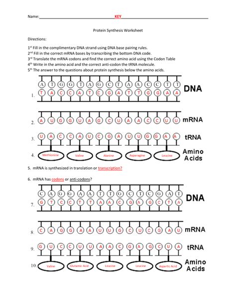 Protein Synthesis Practice 2 Worksheet Answer Key