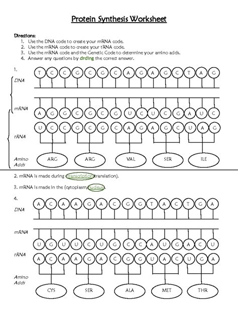 Protein Synthesis Worksheet Answer Key