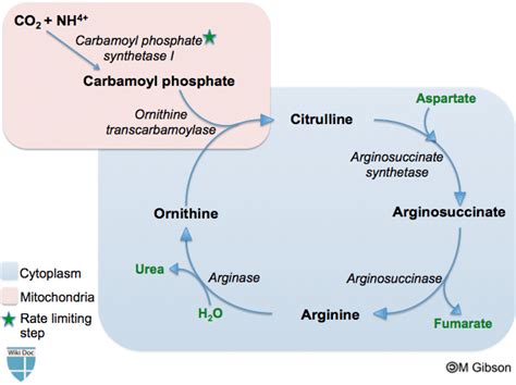 Protein and Ammonia Metabolism - Urea Cycle - TeachMePhysiology