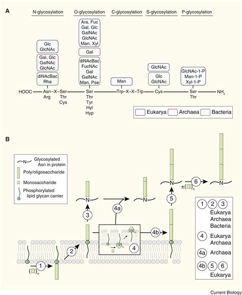 Protein glycosylation - Current Biology