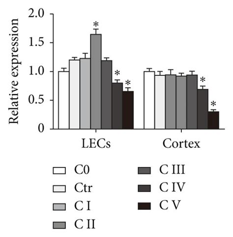 Protein levels of LSS in the human LECs and the cortex with different