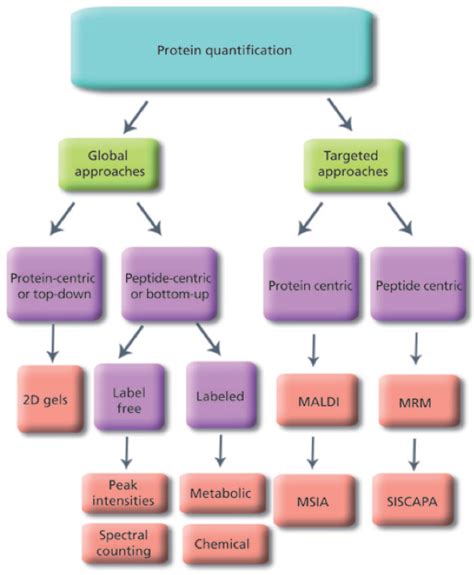 Protein quantification methods.  Jul 29, 2025 · These methods are widely used in proteomics...