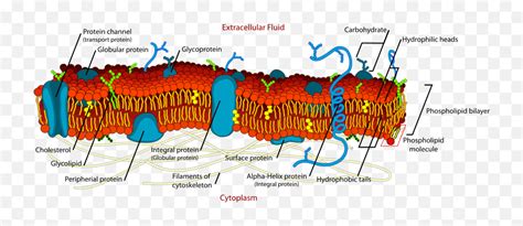 Protein structure - The School of Biomedical Sciences Wiki