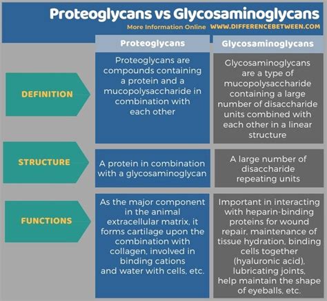 Proteoglycan - an overview ScienceDirect Topics