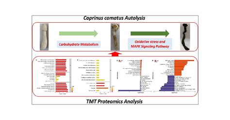 Proteomics Reveals the Mechanism Underlying the Autolysis of ...