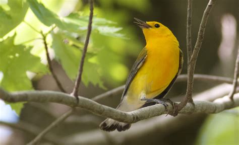 Prothonotary Warbler : Minnesota Breeding Bird Atlas