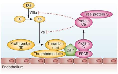 Prothrombin - an overview ScienceDirect Topics