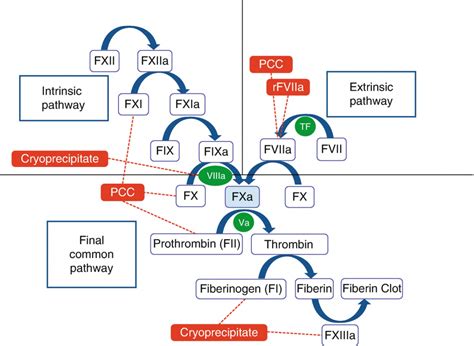 Prothrombin-Mutation (Faktor-II-Mutation) - Onmeda