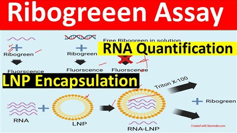 Protocol for RNA Quantitation Using RiboGreen - The Lab Rat