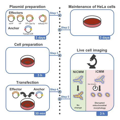 Protocol for rapid manipulation of mitochondrial morphology in …