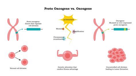 When loss of function of a gene due to mutation or deletion results in cancer, it is termed a tumor-suppressor gene. . Protooncogene