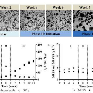 Protozoa in wastewater treatment processes: A minireview