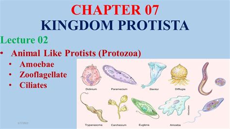 Protozoans animal like protists study guide. - Voyage d'outremer de bertrandon de la broquière..