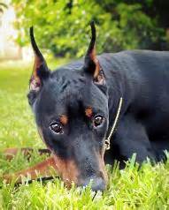 Providence dobermans. Providence Dobermans - DPCA member since 2011. Body Language. Dogs are very social animals. The ancestors of today's domestic dogs lived in packs, and members of a pack … 