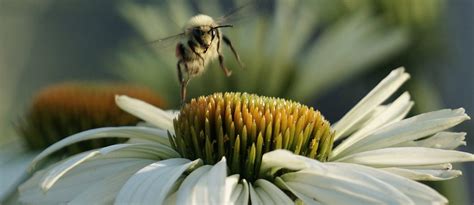 Proving Habitat For Bumblebees High Country Gardens