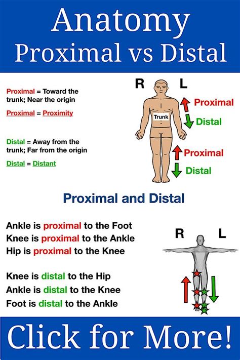 Proximal vs distal. Things To Know About Proximal vs distal. 