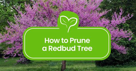 Pruning A Redbud Tree - Learn When And How To Prune Redbud …