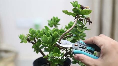 Pruning Kalanchoe plants - How and when to prune? - Kalanchoe