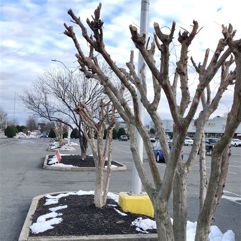 Pruning a crepe myrtle. The ideal time to prune crepe myrtle, as with many flowering trees and shrubs, such as if you're pruning a butterfly bush, is late winter and early spring when the plant is … 