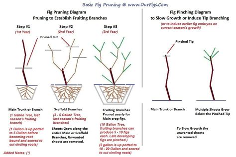 Pruning a fig tree in a pot