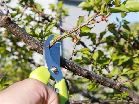 Pruning apricot trees in summer