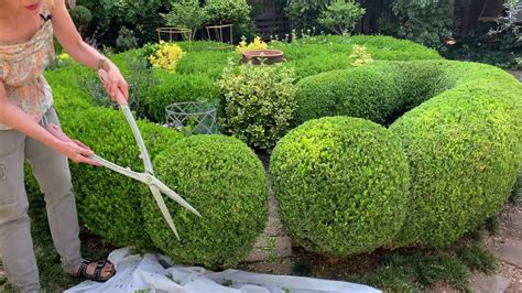 Pruning boxwood. Hand trimming a pyramid boxwood is the best way to get a nice cleanlook.Don't forget to LIKE, SHARE, and SUBSCRIBE!Web: http://livingartlandscapingllc.com/In... 