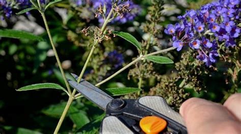 Pruning butterfly bush. In the early spring, when your butterfly bush is beginning to sprout new growth, you’ll want to prune the older, woody stems that won’t bloom again. To do this, use a pair of garden shears and cut the stems back to 6-12 inches from the ground. This will help encourage new growth and more blooms. 