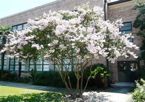 Pruning crape myrtle. Mar 21, 2017 · Pruning crapemyrtles (Lagerstroemia) can confound gardeners because there are plenty of bad examples lining the streets of the South (and beyond, with the introduction of hardier crape myrtle varieties). Here are the best strategies for pruning crapemyrtles to encourage better bloom, form and health. 