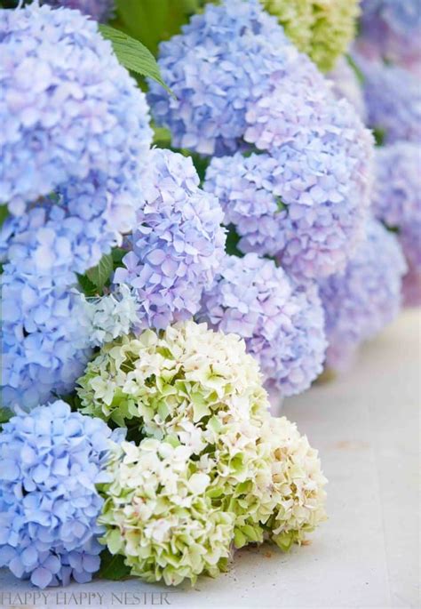 Pruning endless summer hydrangeas. Oakleaf: Hydrangea quercifolia can reach around 7 feet tall and wide and has white to purplish-pink flowers. Its leaves resemble those of an oak tree, hence its common name. Panicle: Tree hydrangeas … 