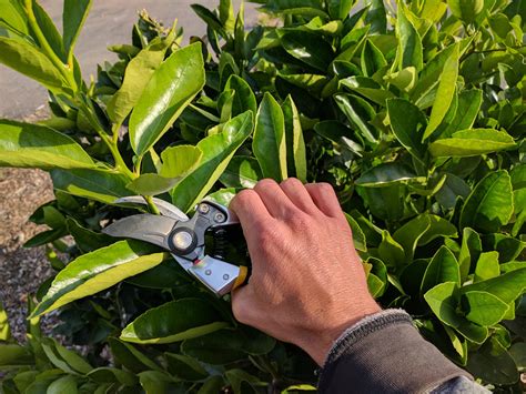 Pruning lemon trees. Use a sharpening stone or file to sharpen the blades of your pruning shears and loppers. Follow the manufacturer’s instructions for the proper sharpening technique. Apply lubricant: After cleaning and sharpening, apply a thin layer of lubricant, such as WD-40 or vegetable oil, to the blades of your tools. 